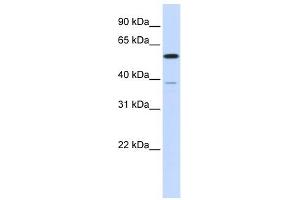 PPP2R5A antibody used at 1 ug/ml to detect target protein.