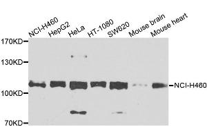 Western blot analysis of extracts of various cell lines, using EPHB2 antibody. (EPH Receptor B2 antibody)