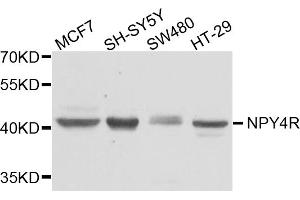 Western blot analysis of extracts of various cell lines, using NPY4R antibody. (NPY4R antibody)