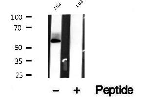 Western blot analysis of extracts of L02 cells, using BCO2 antibody. (BCO2 antibody  (Internal Region))