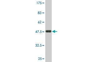 Western Blot detection against Immunogen (47. (Latrophilin 1 antibody  (AA 1-201))