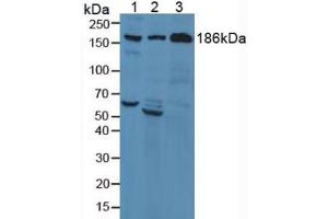 Figure . (Complement C3 Convertase antibody  (AA 1322-1661))