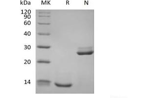 Western Blotting (WB) image for Transforming Growth Factor, beta 1 (TGFB1) protein (Biotin) (ABIN7319931) (TGFB1 Protein (Biotin))