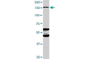 ABCC11 MaxPab polyclonal antibody. (ABCC11 antibody  (AA 1-553))