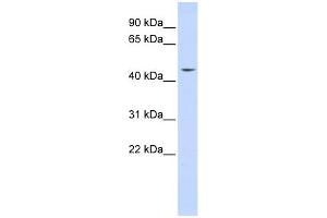 WB Suggested Anti-INTS12 Antibody Titration:  0. (INTS12 antibody  (N-Term))