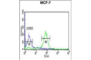 Flow cytometric analysis of MCF-7 cells (right histogram) compared to a negative control cell (left histogram). (BOD1 antibody  (C-Term))