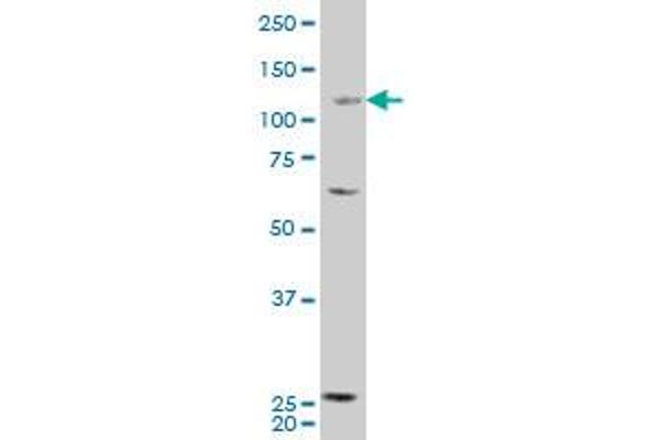 RBP3 antibody  (AA 1149-1246)