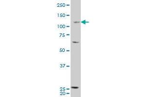 RBP3 antibody  (AA 1149-1246)