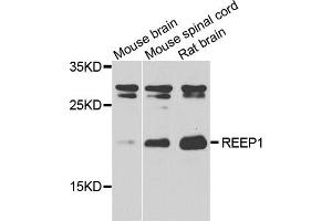 Western blot analysis of extracts of various tissues, using REEP1 antibody. (Receptor Accessory Protein 1 antibody)