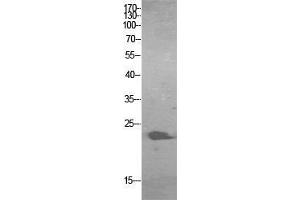 Western Blot (WB) analysis of HBE cells using ALR Polyclonal Antibody. (GFER antibody  (Internal Region))