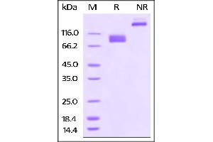 Biotinylated Human CD155, Fc Tag on SDS-PAGE under reducing (R) and no-reducing (NR) conditions. (Poliovirus Receptor Protein (PVR) (AA 21-343) (Fc Tag,AVI tag,Biotin))