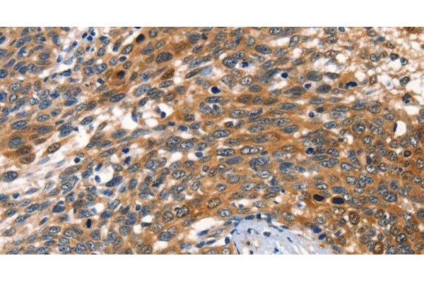 AGO1 antibody