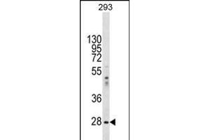 EIF2B1 Antikörper  (AA 136-163)