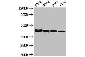 Western Blot Positive WB detected in Recombinant protein All lanes: AKAP9 antibody at 2. (AKAP9 antibody  (AA 71-191))