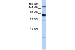 WB Suggested Anti-TJP2  Antibody Titration: 0. (TJP2 antibody  (Middle Region))