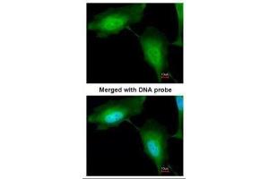 ICC/IF Image Immunofluorescence analysis of paraformaldehyde-fixed HeLa, using ZNF313 , antibody at 1:200 dilution. (RNF114 antibody)
