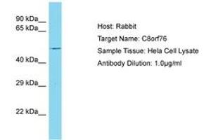 Image no. 1 for anti-Chromosome 8 Open Reading Frame 76 (C8orf76) (AA 205-254) antibody (ABIN6750712) (C8orf76 antibody  (AA 205-254))
