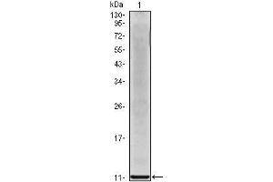 Western Blot showing IL8 antibody used against IL8 recombinant protein. (IL-8 antibody)