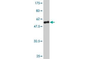 Western Blot detection against Immunogen (41. (Sp3 antibody  (AA 287-430))