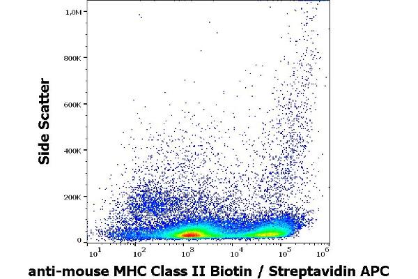 MHC Class II anticorps  (Biotin)