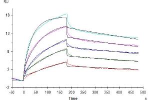 Surface Plasmon Resonance (SPR) image for G Protein-Coupled Receptor, Family C, Group 5, Member D (GPRC5D) (AA 1-345) (Active) protein-VLP (Biotin) (ABIN7448170)