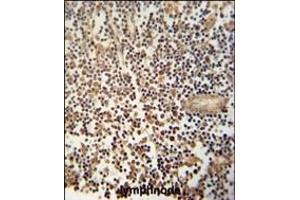 MCA1 Antibody (C-term) (ABIN390679 and ABIN2840973) immunohistochemistry analysis in formalin fixed and paraffin embedded human lymphnode followed by peroxidase conjugation of the secondary antibody and DAB staining. (MCA1 antibody  (C-Term))