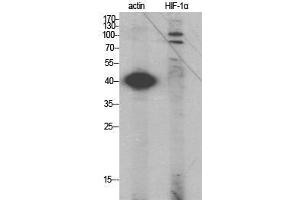 Western Blot (WB) analysis of specific cells using HIF-1alpha Polyclonal Antibody. (HIF1A antibody  (Internal Region))