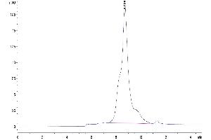 The purity of Human EFEMP1 is greater than 95 % as determined by SEC-HPLC. (FBLN3 Protein (AA 18-493) (His tag))