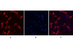 Immunofluorescence analysis of human liver tissue. (alpha-SMA antibody)