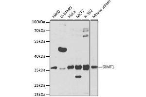 Western blot analysis of extracts of various cell lines, using DIMT1 antibody. (DIMT1 antibody  (AA 1-126))
