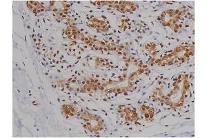 ABIN6267360 at 1/200 staining Human heart tissue sections by IHC-P. (MAPT antibody  (pSer396))