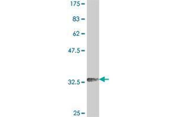 RNF167 antibody  (AA 78-172)