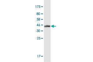 Western Blot detection against Immunogen (37. (SLC24A1 antibody  (AA 162-268))