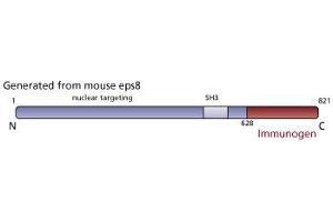Image no. 3 for anti-Epidermal Growth Factor Receptor Pathway Substrate 8 (EPS8) (AA 628-821) antibody (ABIN967775) (EPS8 antibody  (AA 628-821))