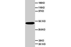 Western blot analysis of HeLa cell lysate. (SCG3 antibody  (C-Term))