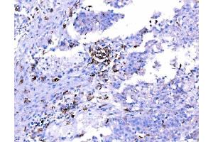 IHC analysis of SH3GL2 using anti-SH3GL2 antibody (ABIN7602229). (SH3G2 antibody  (AA 65-292))