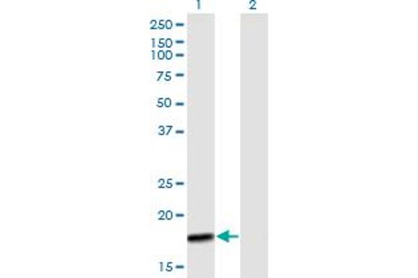 Mtfp1 antibody  (AA 1-166)