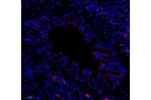 Immunofluorescence of paraffin embedded rat lung using colEC12 (ABIN7073552) at dilution of 1:650 (250x lens) (COLEC12 antibody)