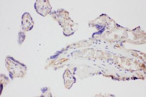 Anti-VEGF Picoband antibody,  IHC(P): Human Placenta Tissue (VEGFA antibody  (AA 27-191))