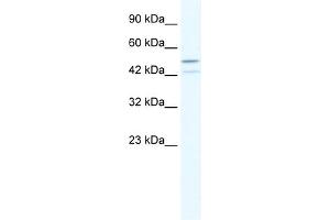 WB Suggested Anti-TAF5L Antibody Titration:  2. (TAF5L antibody  (N-Term))
