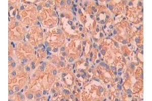 DAB staining on IHC-P; Samples: Mouse Kidney Tissue (Factor VII antibody  (AA 315-433))