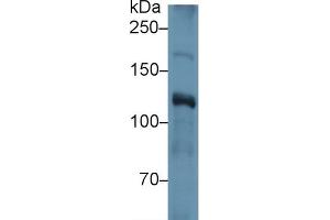 Western Blotting (WB) image for anti-Inter alpha Globulin Inhibitor H4 (ITIH4) (AA 29-157) antibody (ABIN7436555)