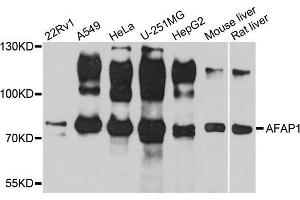 Western blot analysis of extracts of various cell lines, using AFAP1 antibody. (AFAP antibody  (AA 461-730))