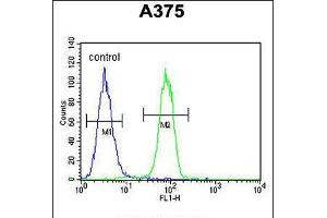 Flow cytometric analysis of A375 cells (right histogram) compared to a negative control cell (left histogram). (ECE1 antibody  (C-Term))