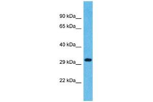 Western Blotting (WB) image for anti-Olfactory Receptor, Family 1, Subfamily L, Member 4 (OR1L4) (C-Term) antibody (ABIN2447612) (OR1L4 antibody  (C-Term))