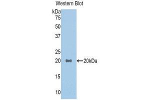 Western Blotting (WB) image for anti-Growth Differentiation Factor 1 (GDF1) (AA 183-357) antibody (ABIN1858981)