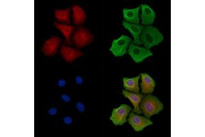 ABIN6262812 and ABIN6278290 staining Hela cells by IF/ICC. (KIFAP3 antibody  (N-Term))