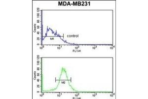 NKX3-1 Antibody (Center) (ABIN652945 and ABIN2842604) flow cytometry analysis of MDA-M cells (bottom histogram) compared to a negative control cell (top histogram).