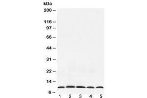 Western blot testing of 1) rat testis, 2) mouse thymus, 3) mouse brain, 4) human HeLa and 5) human MCF7 lysate with NEDD8 antibody at 0. (NEDD8 antibody  (AA 20-60))