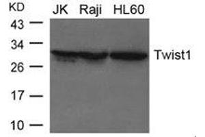Western blot analysis of extracts from JK, Raji and HL-60 cells using Twist1 Antibody. (TWIST1 antibody)